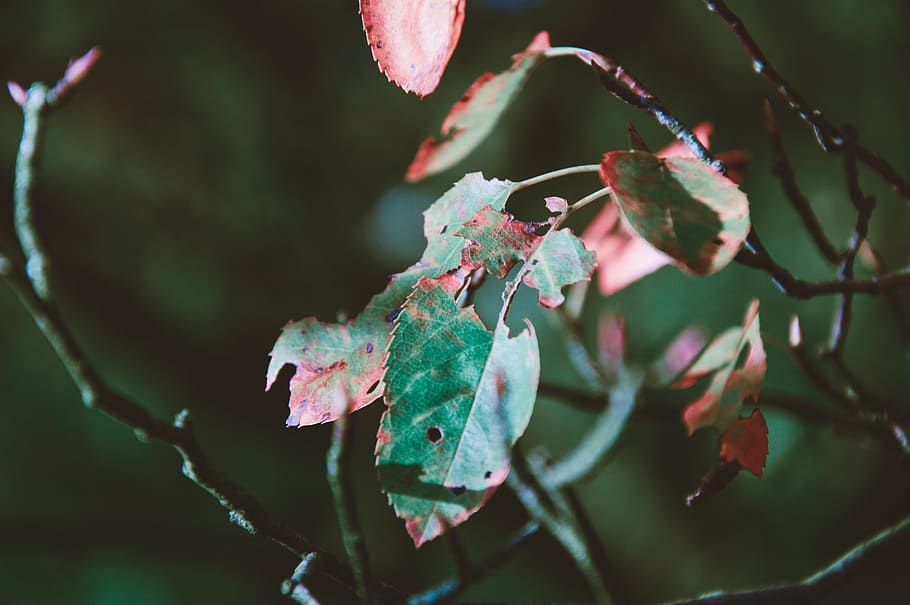 fotografi lensa tilt shift, hijau, daun, selektif, fokus, merah, leafb, tanaman, pohon, alam