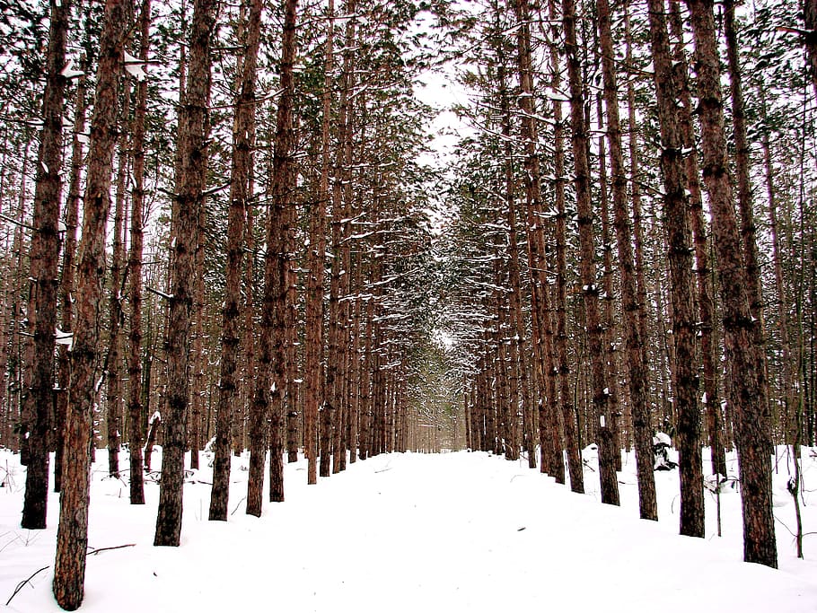 first, person perspective photography, pathway, surrounded, snow, covered, forest, winter, cold temperature, tree