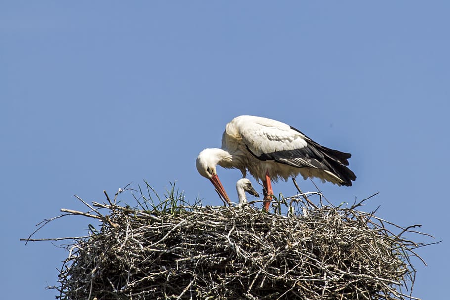 young, stork, storchennest, young stork, plumage, bird, animal Nest, white Stork, animal, wildlife