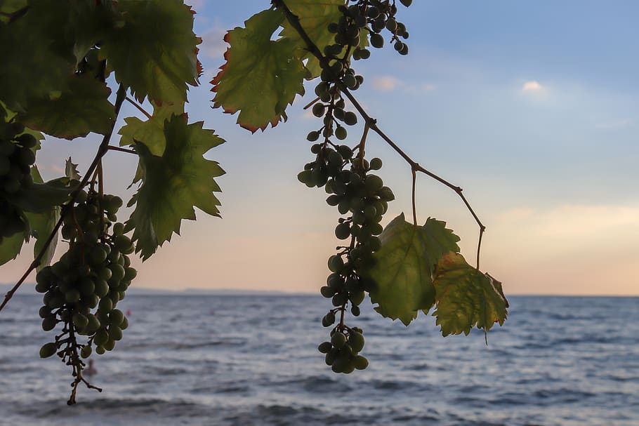 wine, sea, grapes, sky, clouds, afterglow, vacations, attitude to life, plant, background