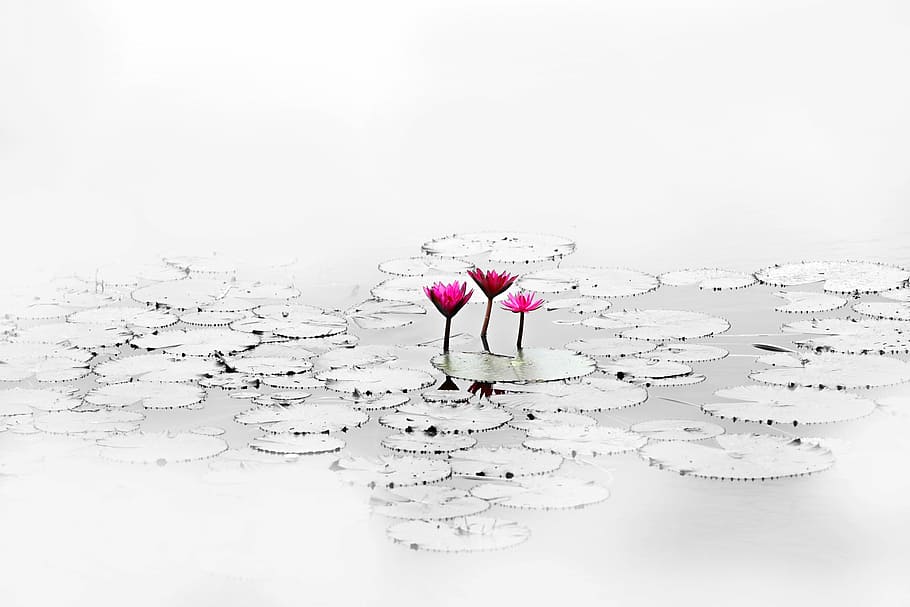 three, pink, flowers, water, lotus, flower, quiet, pond, water plant, nature