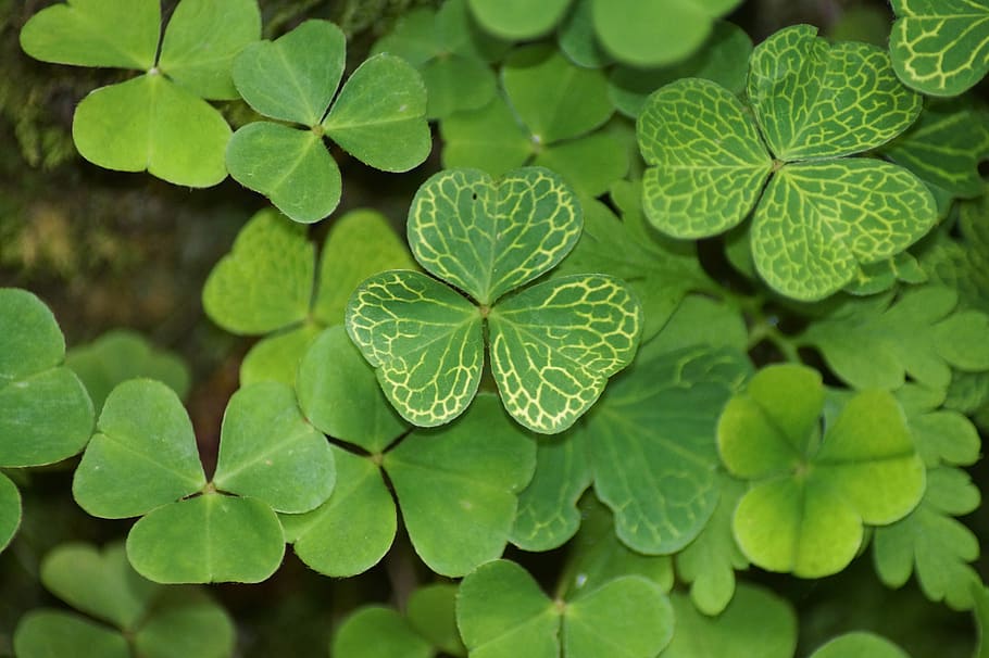 klee, shamrocks, plant, luck, lucky charm, nature, leaves, background, green color, leaf