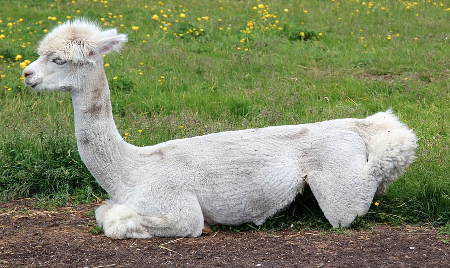 alpaca, lama, animal, perú, esponjoso, peludo, américa del sur, pelaje, lana, blanco