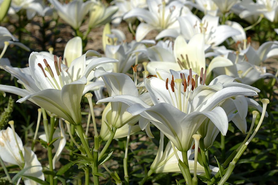 close-up photo, white, easter lily flowers, lily, blossom, bloom, flower, garden, close, nature