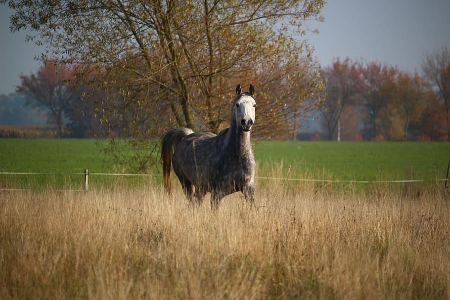 kuda, jamur, kuda arab murni, kuda betina, musim gugur, padang rumput, berlari, rumput, tanaman, tema hewan