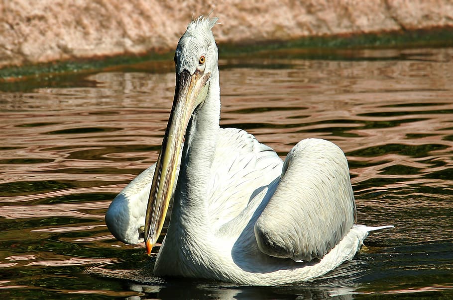pelikan, water bird, zoo, birds, animal, bill, plumage, waterfowl, white, pelecaniformes
