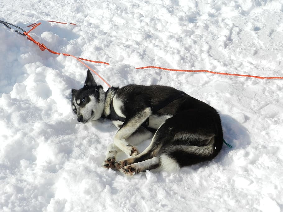 dog, laika, husky, race, sleds, dog sled race, sled, man's best friend, winter, snow