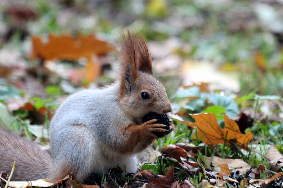 gray, brown, squirrel, red squirrel, nibbles, walnut, animal, nature, funny, creature