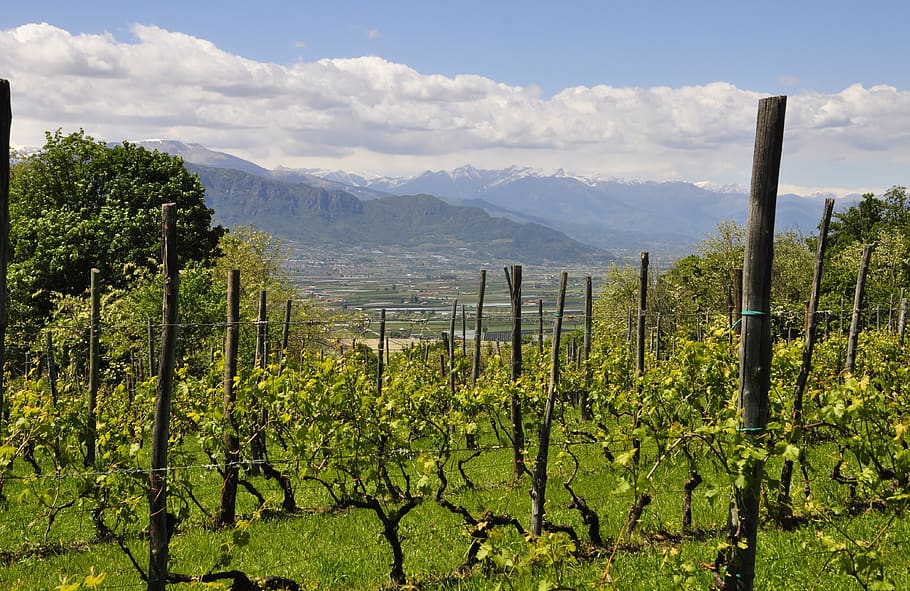 kebun anggur, bukit, pemandangan, piemonte, alam, kampanye, anggur, pedesaan, negara, sekrup
