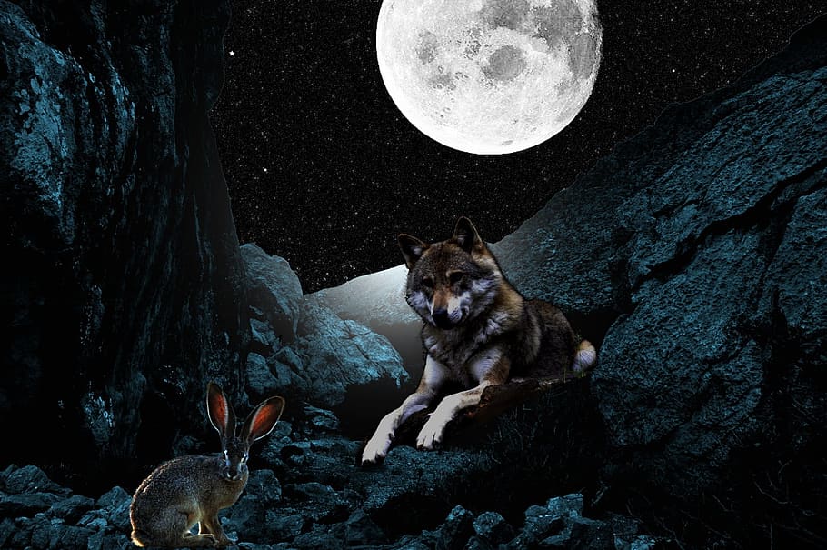 coklat, serigala, berbaring, di samping, hewan pengerat, formasi batu, penuh, bulan, Malam, Kelinci