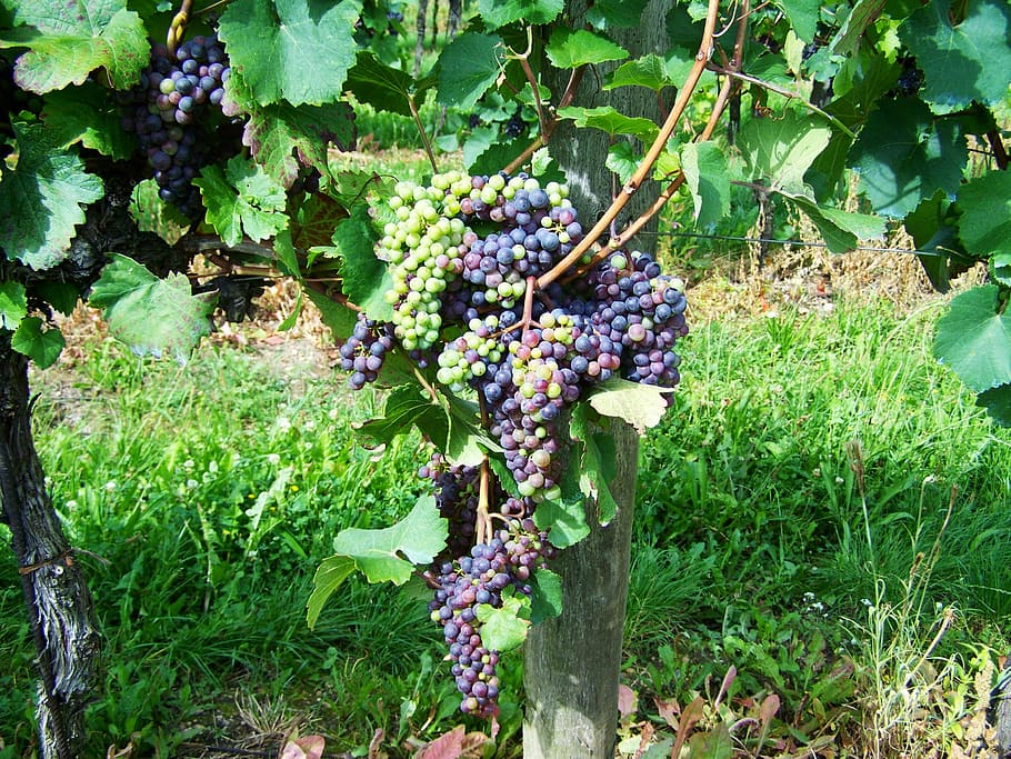 grape, fruit, cluster crop, growth, food and drink, plant, healthy eating, food, freshness, plant part
