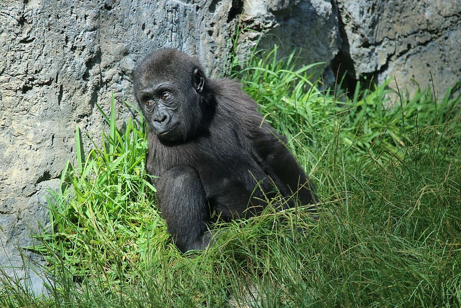 gorila, bebê, jardim zoológico de san diego, animais selvagens, primata, mamífero, macaco, ameaçadas de extinção espécies, natureza, animais em estado selvagem