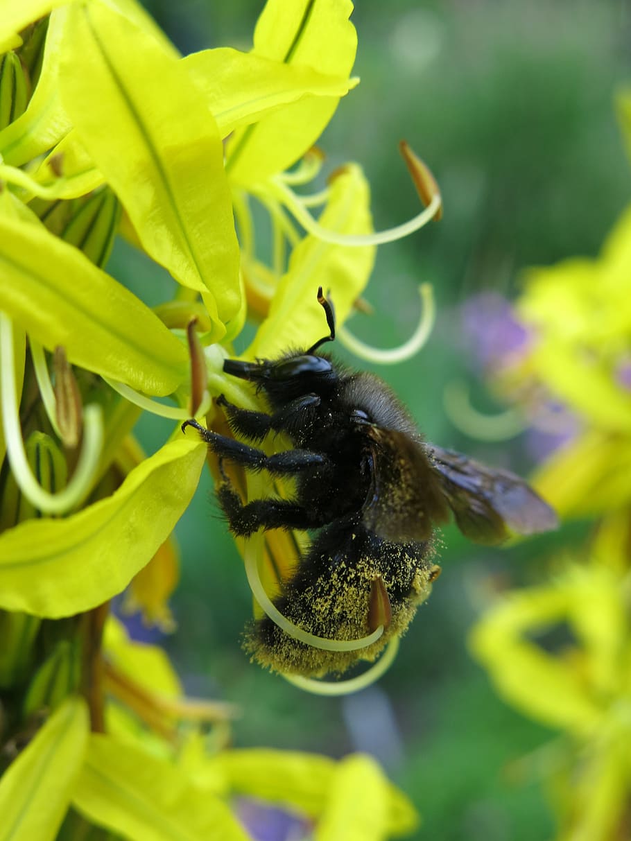 junker lily, asphodeline lutea, carpenter bee, big blue wooden bee, blue black wooden bee, violet-winged wood bee, xylocopa violacea, petals, yellow, close up