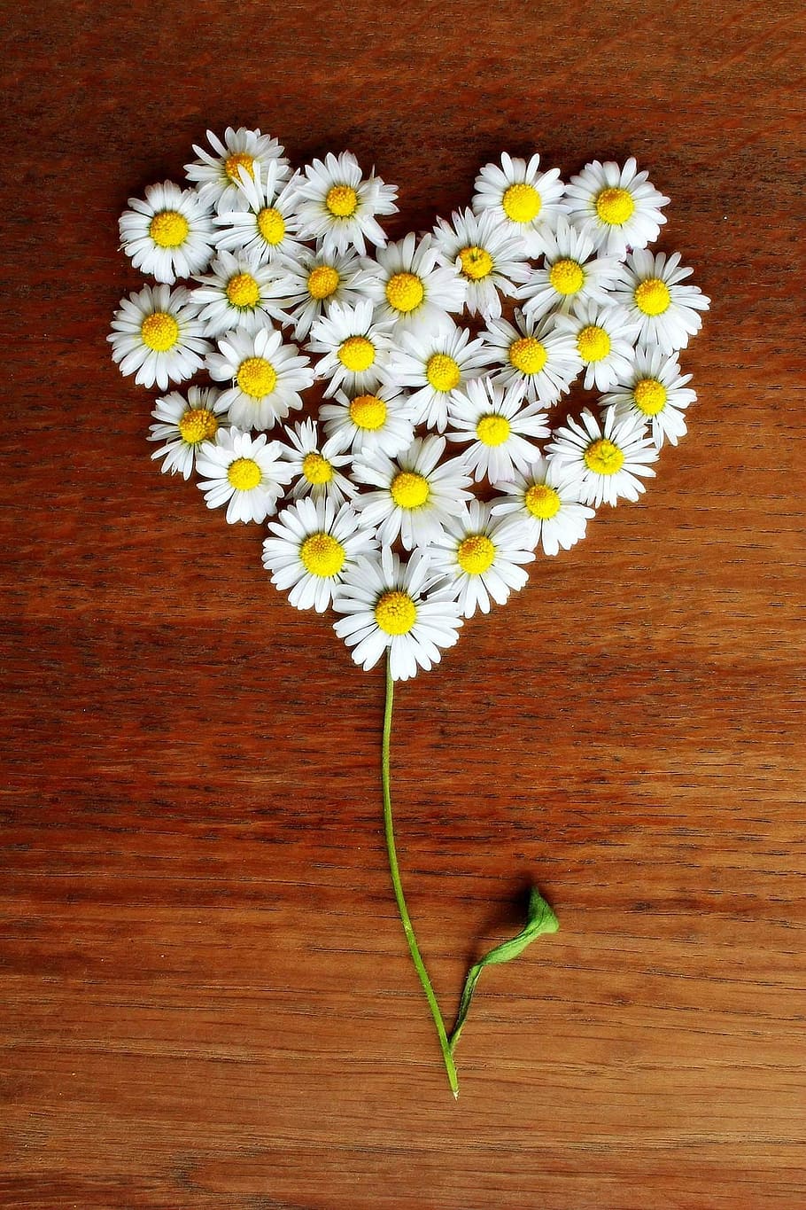 close, white, petaled flowers, forming, heart, daisy, flowers, surface, daisy heart, love