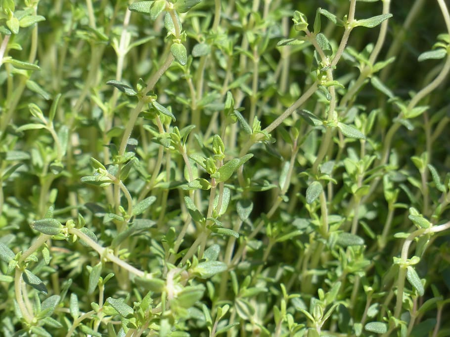 selective, focus photography, green, plant, Thyme, Real, Kitchen, Herb, Leaves, real thyme