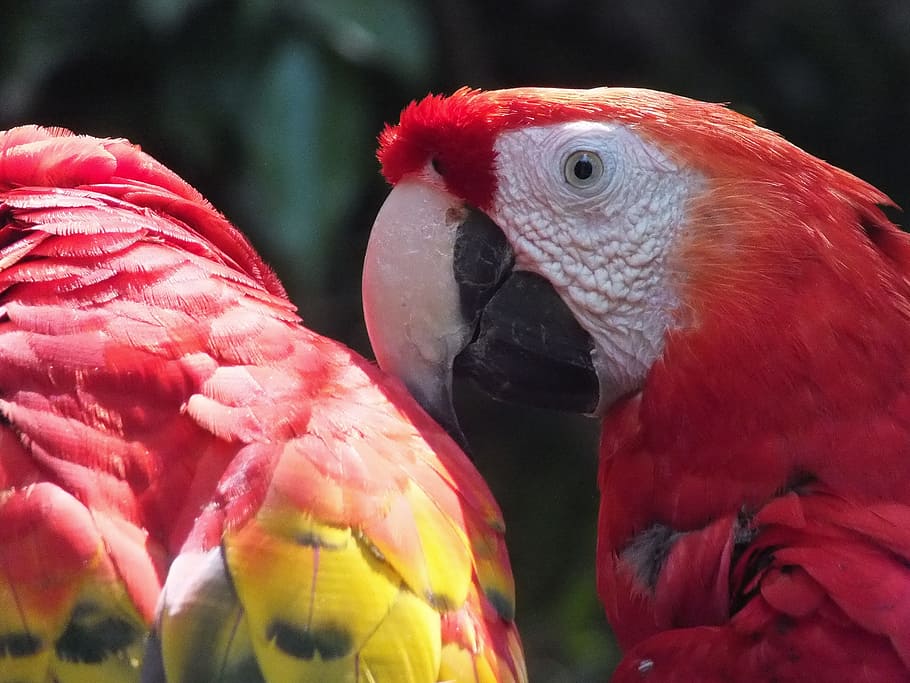 parrot, ara, mexico, beak, bird, animal themes, animal, vertebrate, animal wildlife, macaw