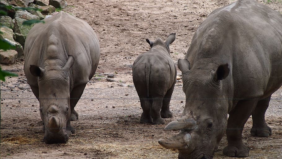 rhino, rhino young, steppe, big game, rhinoceros, rhino baby, national park, safari, landscape, pachyderm
