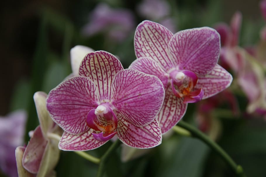 orchid, phalaenopsis, garden, flower, flowering plant, plant, beauty in nature, freshness, vulnerability, close-up