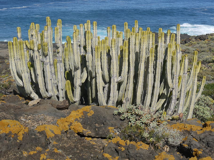 Spurge Family, Tenerife, Cactus, similar to cacti, succulent, canarian spurge, spurge, euphorbia canariensis, lava rock, blue sea