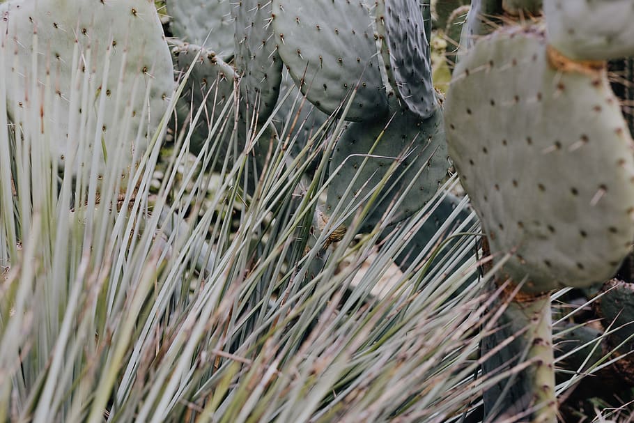 cactus, suculentas, naturaleza, planta, fondo, resumen, españa, madrid, mixto, primer plano