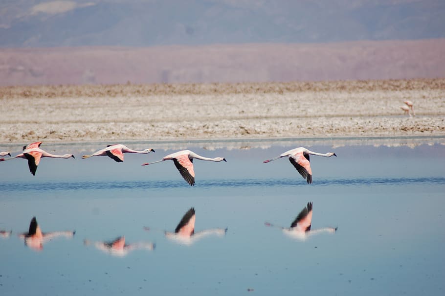 flamingo, bird, nature, animal, pink, chile, salt lake, atacama, wildlife, flying