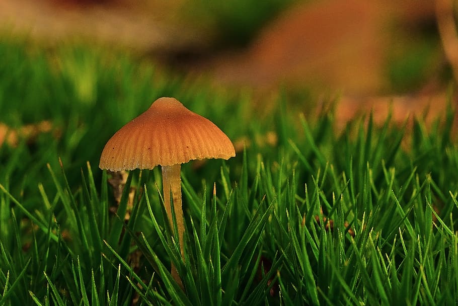 forest, autumn, screen fungus, moss, close up, fungus, mushroom, vegetable, growth, plant