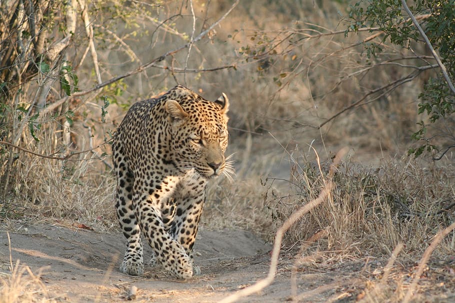 cheetah, walking, brown, soil, looking, towards, right, mammal, animal, leopard