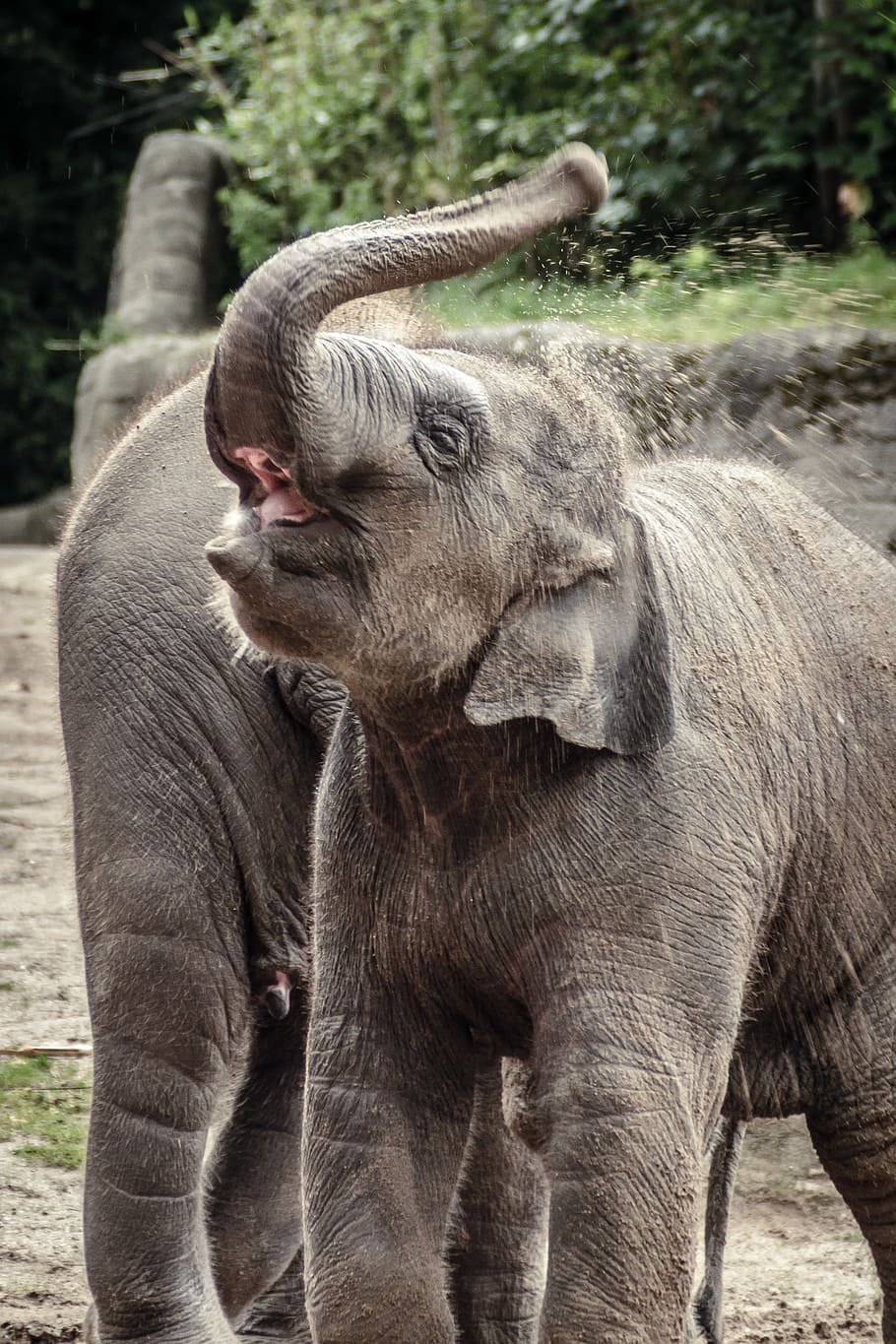 shallow, focus photo, gray, elephant, animal, grey, indian elephant, zoo, baby elephant, proboscidea