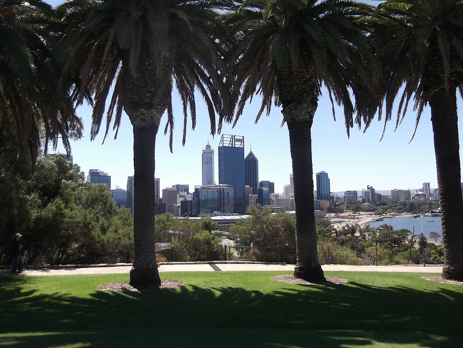 Perth, ciudad, árboles, Australia, parque, paisaje, rascacielos, vista, paisaje urbano, árbol