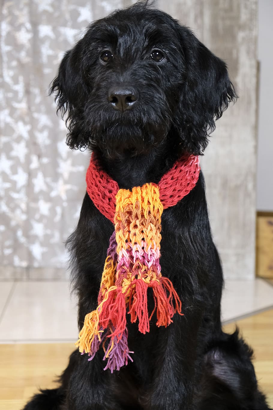 black, puppy, wearing, crochet, scarf, sitting, floor close-up photo, dog, labradoodle, schnauzer
