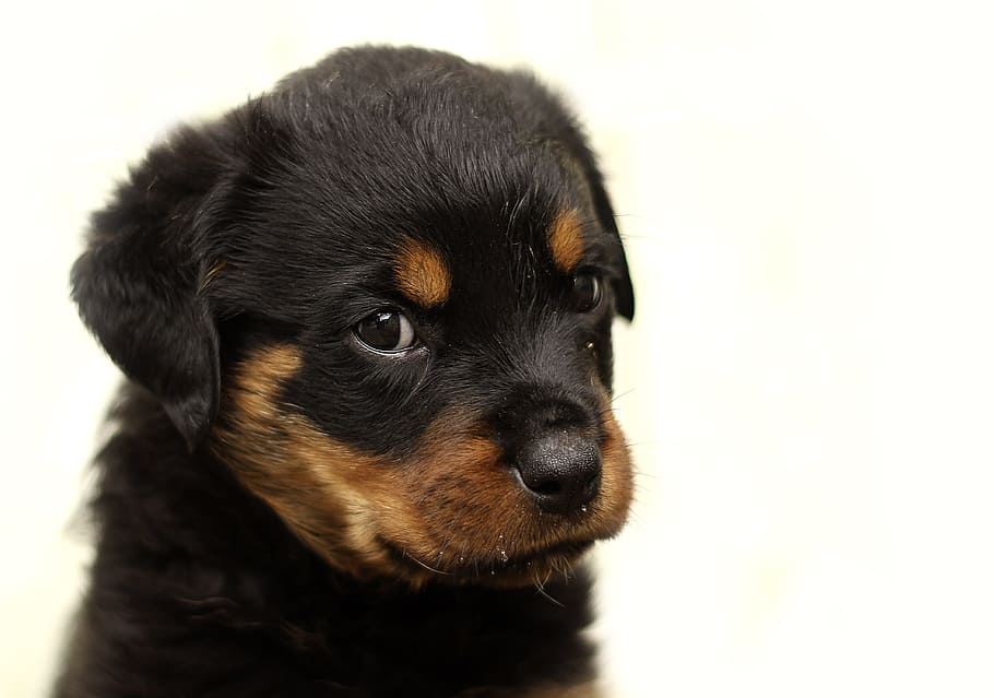 black, tan, rottweiler puppy, black and tan, Rottweiler, puppy, dog, background, thoroughbred, animal