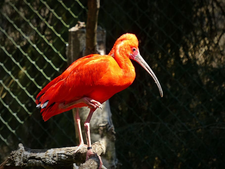 red ibis, ibis, long beak, curved beak, bird, scarlet ibis, orange, glossy ibis, animal themes, animal