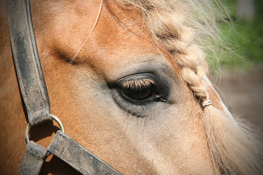 portrait, horse, animal, horse head, mammal, animal world, eye, brown horse, brown, nature