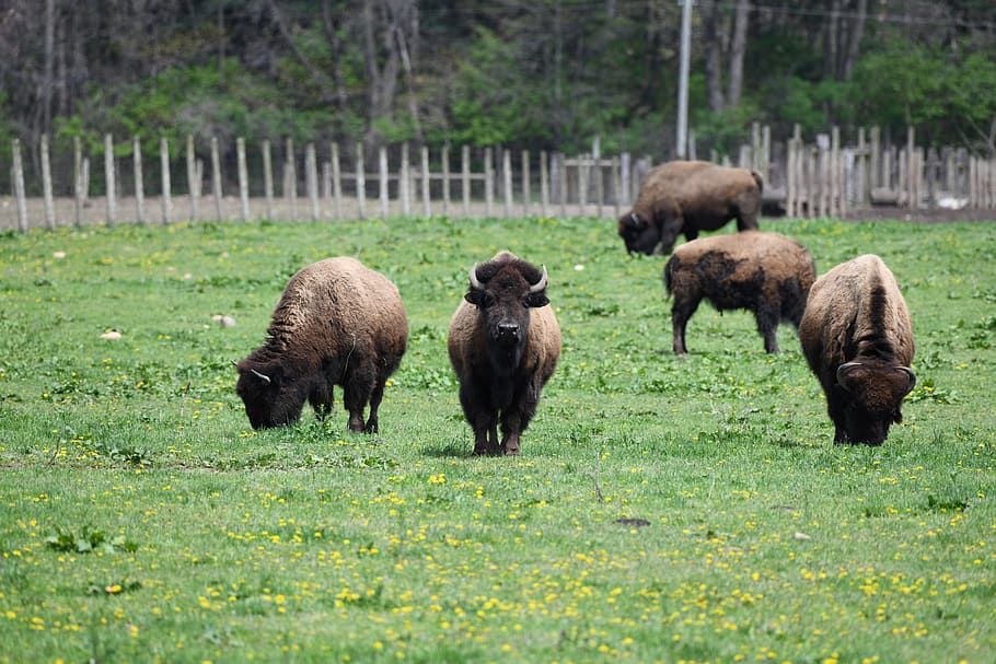 bison, farm, animal, bull, cow, calf, livestock, buffalo, brown, pasture
