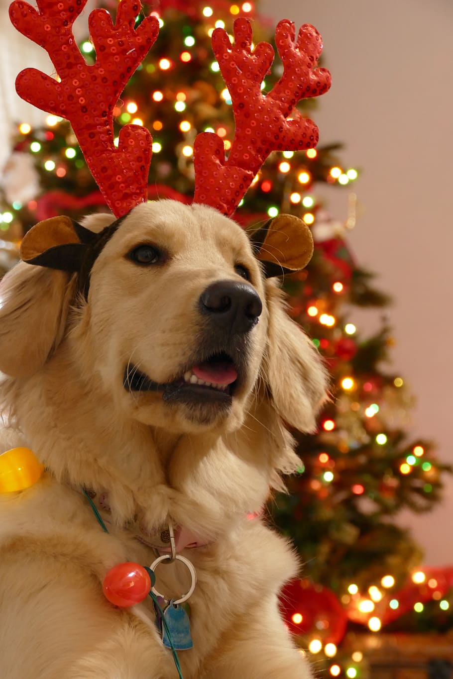 navidad, perro navidad, perro, lindo, feriado, celebracion, estacional, retrato de navidad, fiesta, canino