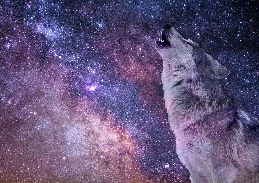 galaxy, night, mystical, starry sky, wolf, mood, predator, howl, art, space