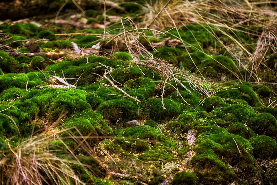 Moss, Forest, Forest, Green, Nature, moss, forest, green, moss fliegenpilz, bemoost, lichen, fluffy