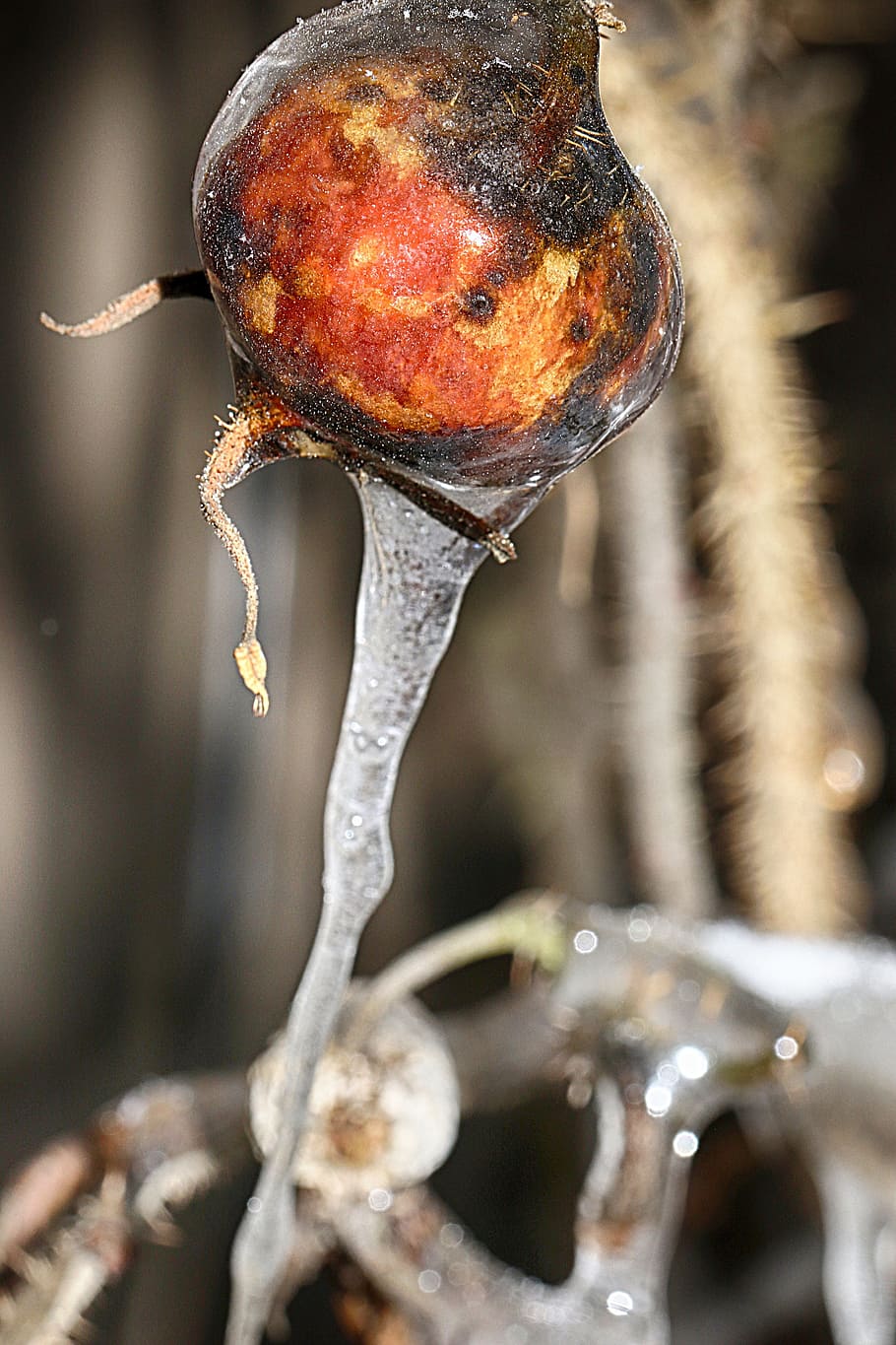 rose hip, icicle, nature, outdoors, closeup, frost, winter, close-up, focus on foreground, cold temperature