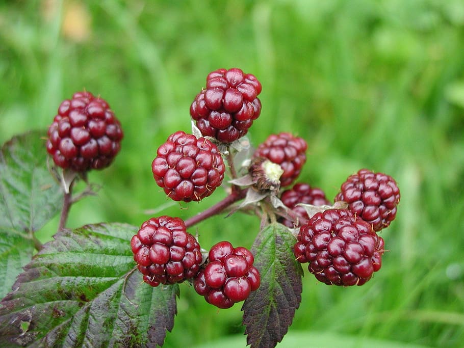 ブラックベリー 野生 果実 自然 食べる 食べ物 果物 味 植物 赤 Pxfuel