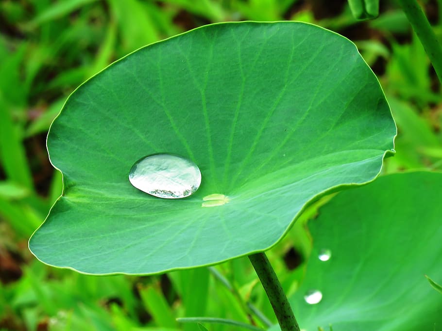 water drop, green, leaf plants, dew, drop, ovate, leaf, plant, lotus leaf, lotus