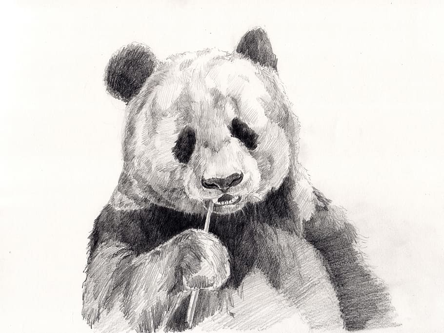 panda, eating, wood branch sketch, wood, branch, sketch, drawing, pencil drawing, bear, animal