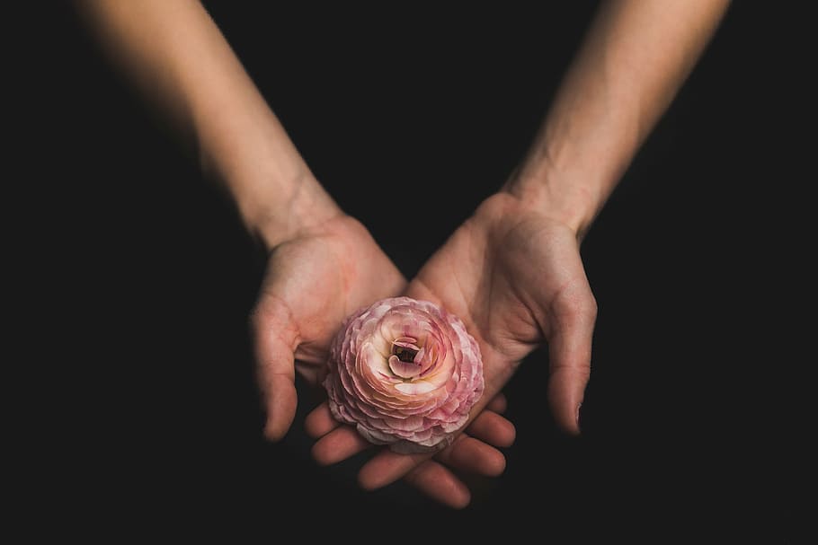 orang, memegang, pink, bunga anyelir, gelap, tangan, lengan, telapak tangan, bunga, tangan manusia