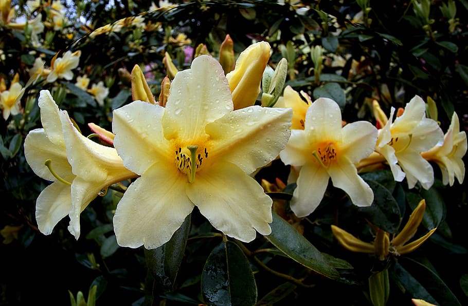 Barbara, Jury, rhododendron, yellow-petaled flowers, plant, flowering plant, flower, fragility, growth, vulnerability