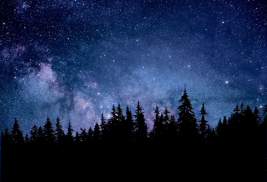 noche, naturaleza, astronomía, bosque, abeto, oscuro, paisaje, estrellas, cosmos, constelación