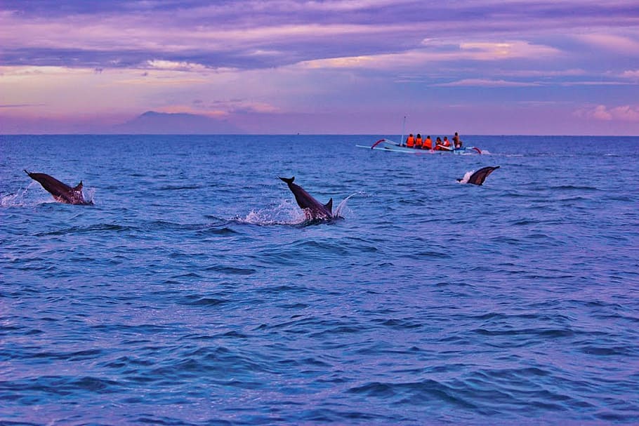 dolphins, body, water, bali, sunrise, lovina, indonesia, ocean, jumping wildlife, sea