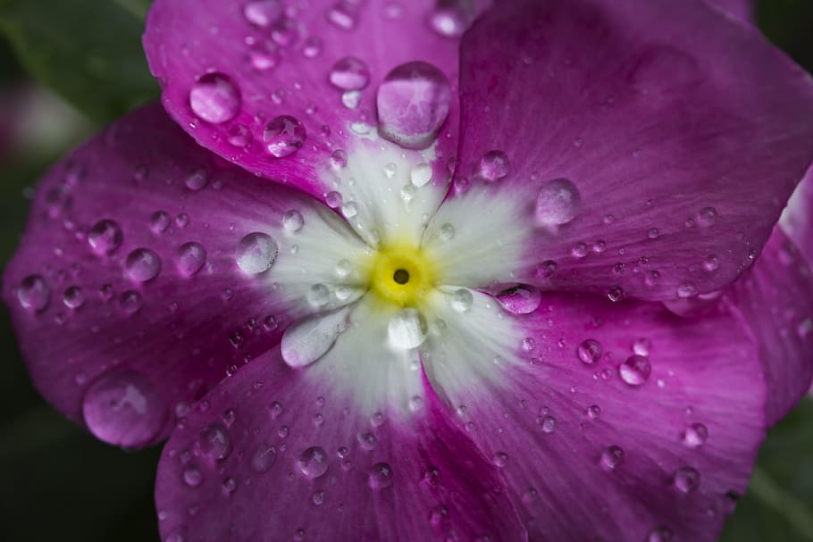 flor, gotas de agua, flor morada, después de la lluvia, naturaleza, macro,  primer plano, soltar, planta floreciendo, planta | Pxfuel