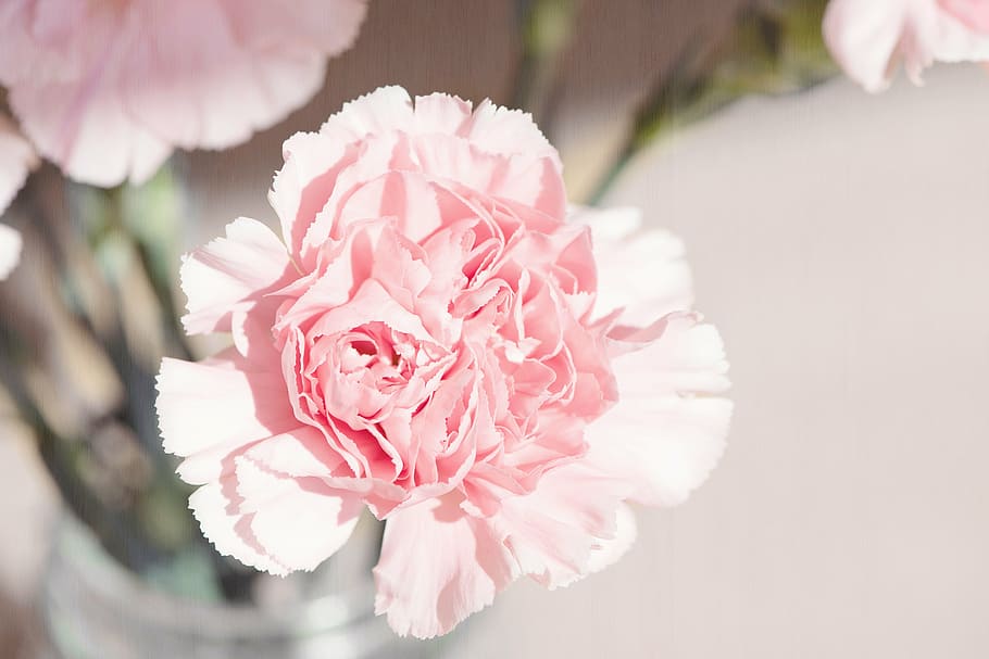 pink flower, carnation, flower, blossom, bloom, petals, pink, carnation pink, vase, schnittblume