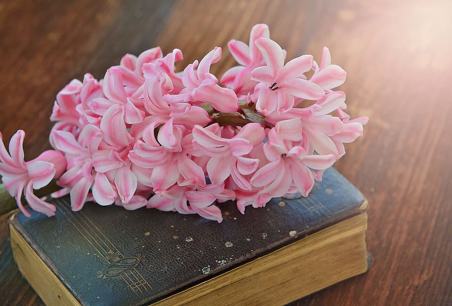 pink-and-white hyacinth flower, top, book, hyacinth, flower, fragrant flower, spring flower, fragrant, flowers, pink