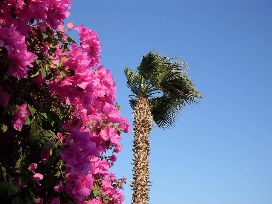 Egypt, Palm, Flowers, Dusky, Pink, dusky pink, tree, palm tree, flower, growth