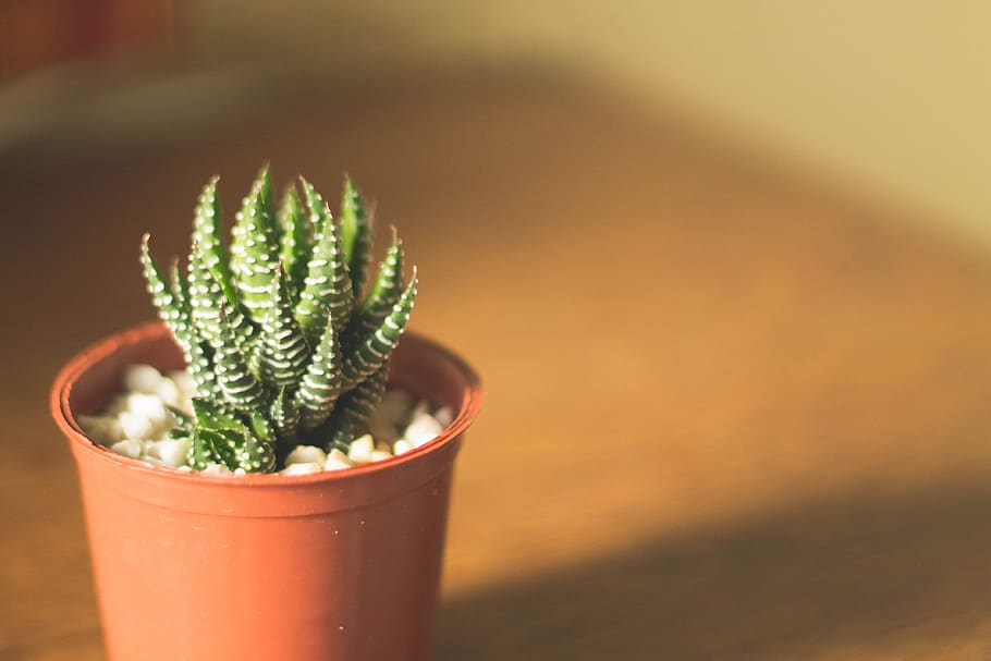 cactus, green, plant, flowerpot, interior, display, blur, potted plant, growth, green color